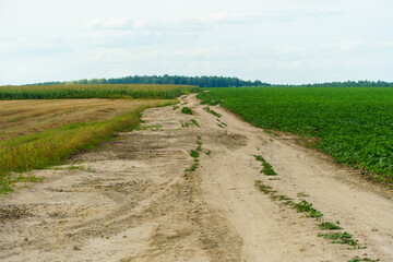An empty dirt road runs through an agricultural field against a background of clouds. An empty road with no cars in summer.