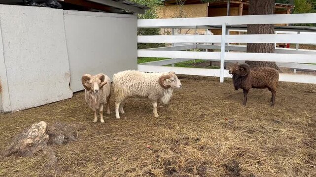 White and brown rams and sheep with large horns graze in an enclosure on a mountain farm, fighting and butting heads