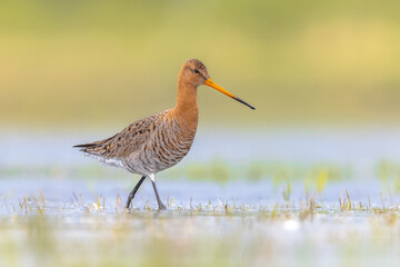 Black-tailed Godwit wader bird walking