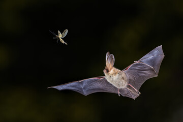 Brown Long-Eared Bat catching Moth in Forest Environment