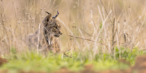 Iberian Lynx in Ambush near Rabbit Residence