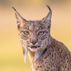 Iberian lynx Portrait on Bright Background