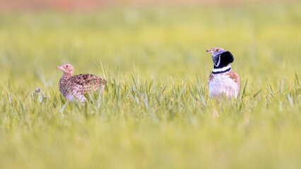 Pair Little Bustard displaying in Grassland