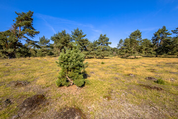 Open forest in Deelerwoud nature reserve