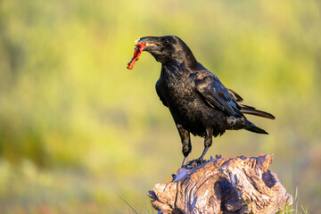 common raven gleaming in sunny weather