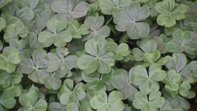 Panning shot of Oxalis oregana redwood sorrel leaves from right to left showcasing their vibrant green color.