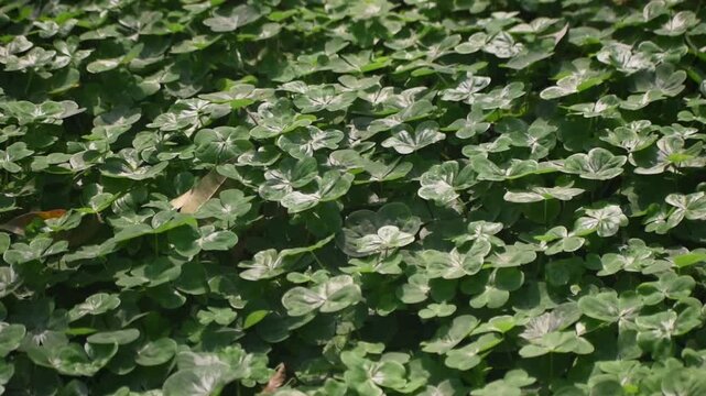 Panning shot of Oxalis oregana redwoodsorrel leaves from left to right showcasing their vibrant green color.