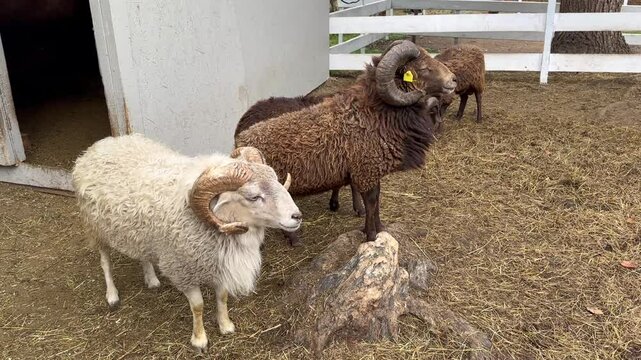 White and brown rams and sheep with large horns graze in an enclosure on a mountain farm, fighting and butting heads