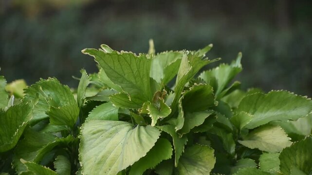 Acalypha wilkesiana copper leaf plant with vibrant foliage in close-up view.
