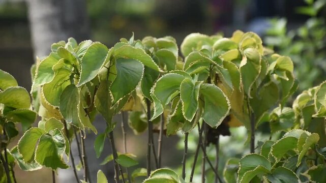 Acalypha wilkesiana copper leaf plant with vibrant and colorful foliage in a garden setting.