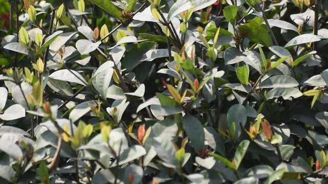 Panning shot of Ixora chinensis Chinese ixora leaves from left to right showcasing their vibrant green color.