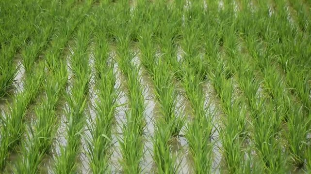 Oryza sativa lowland rice plant showcasing its lush green leaves in a natural environment.
