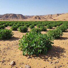 Desert agriculture: green crops in arid landscape