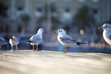 Seagulls at the Waterfront