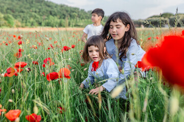 Fototapeta premium three children walking in a poppy field
