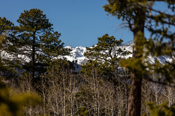 Forests and Mountain Peaks in Colorado