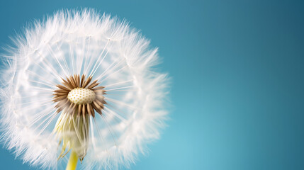 Delicate dandelion sphere glowing softly, wispy white filaments spreading against turquoise backdrop, capturing fragile botanical beauty