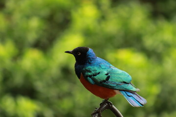 Colorful little bird with black head