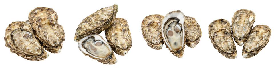 Set of Fresh Oysters in Shells