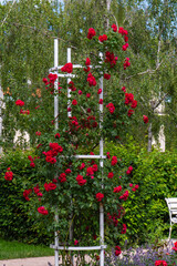 Scenic floral garden with vibrant roses, lavender fields, and lush greenery. A tranquil park with white benches, trellises, and colorful blossoms, ideal for nature photography and relaxation