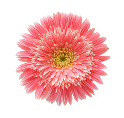 PNG Pink Gerbera flower bud on transparent background.