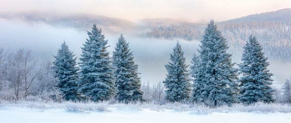 Obraz premium A tranquil winter scene with a frost-covered meadow basking under a warm sunrise, encircled by towering pine trees and softly swirling snow