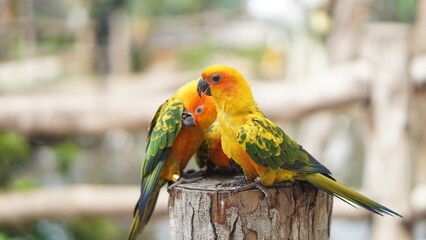 Cute bird Sun conure, Sun parakeet (Aratinga solstitialis) perched on a dry branch.