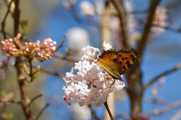 Large tortoiseshell (Nymphalis polychloros) perched on a white flower in Zurich, Switzerland