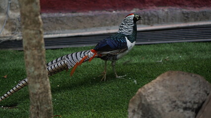 Golden Yellow Pheasant (Chrysolophus pictus) at Gembiroloka Zoo, Yogyakarta. Indonesia