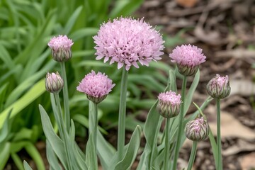 Stunning Pink Globe Flowers in Garden Bloom