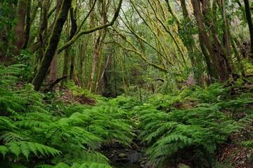 Enchanting Barranco del Cedro: A Lush Forest Scene in Garajonay National Park, La Gomera, Canary Islands, Spain
