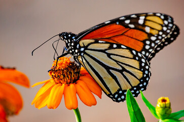 Monarch butterfly (Danaus plexippus) on creeping zinnia (Zinnia angustifolia) during fall migration in Fairhope Alabama