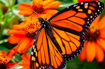 Monarch butterfly (Danaus plexippus) on creeping zinnia (Zinnia angustifolia) during fall migration in Fairhope Alabama