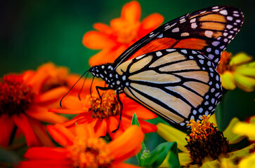 Monarch butterfly (Danaus plexippus) on creeping zinnia (Zinnia angustifolia) during fall migration in Fairhope Alabama