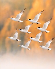 Fototapeta premium Migratory Patterns of Large-Billed Terns Across Seasonal Landscapes visualized as a realistic photo of terns flying in a perfect V-formation over a misty autumn landscape, V-Formation Flights.