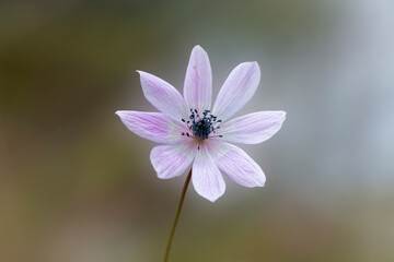 Blooming broad-leaved anemone with light pink colours. anemone isolated on nature background. Spring day. Anemone hortensis.