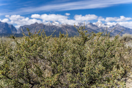 Purshia tridentata, bitterbrush,antelope bitterbrush, antelope bush, buckbrush, quinine brush, Teton Range. Grand Teton National Park, Teton County, Wyoming.