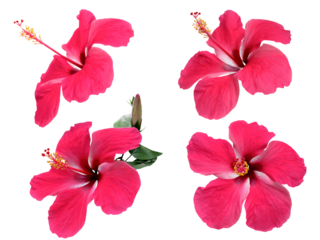 Red Hibiscus Flowers on Transparent Background, Hibiscus rosa-sinensis. Set of four tropical flower blossoms isolated on white.