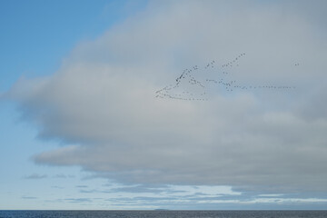 A flock of birds in the sky above the lake.