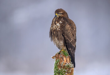 Common buzzard bird ( Buteo buteo )
