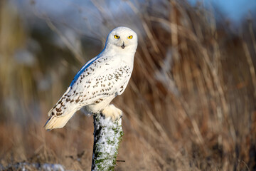Snowy owl ( bubo scandiacus ) close up