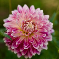 R&oacute;żowa Dalia