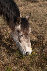 Hampshire England UK. 10.03.2025. Pony grazing in the New Forest countryside area of Hampshire England during winter season.