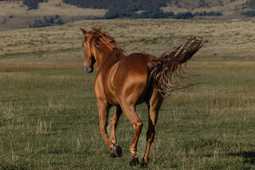 Horse running away flicking tail chestnut red 