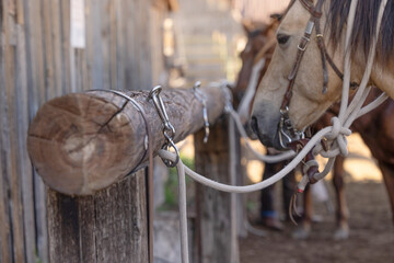 Hitching post horses tied ranch
