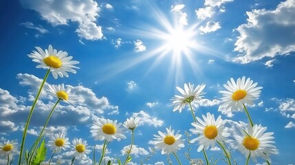 A beautiful, sunny day with daisies in the foreground and a blue sky in the background.