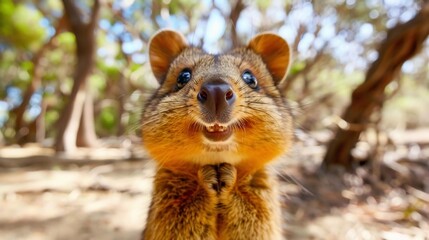 Naklejka premium Close up of charming quokka round face soft brown fur and a cheerful expression A coastal bushland background enhances its friendly look