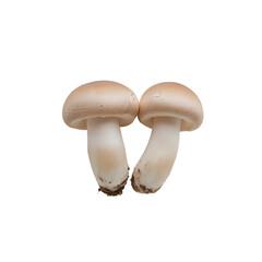 Fototapeta premium Two mushrooms with white stems and light brown caps. Fresh fungi duo. Isolated against a black background. Earthy delicacy. Simple composition.