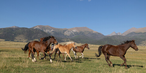 Obraz premium Colorado Horse herd ranch mountains running remuda roundup cowboys cowgirls