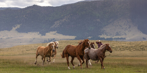 Colorado Cowgirls riding quarter horses in the mountains